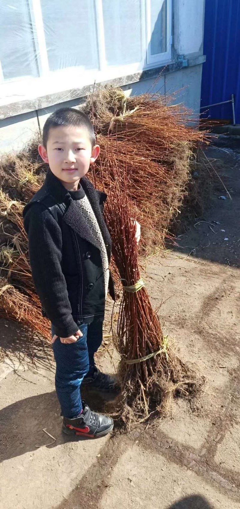 蓝靛果苗羊奶子果黑瞎子果苗山茄子苗适合采摘园种植