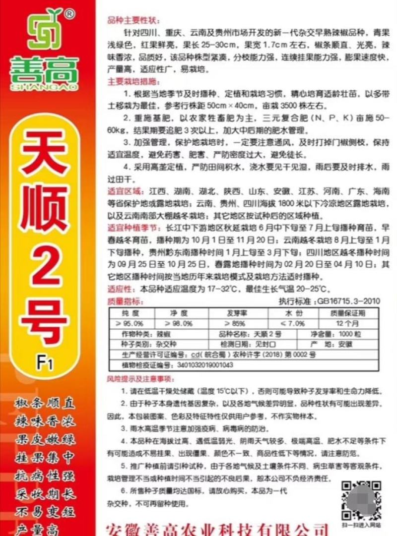 天顺2号杂交辣椒种子椒条顺直线椒种子辣味香浓果皮嫩绿