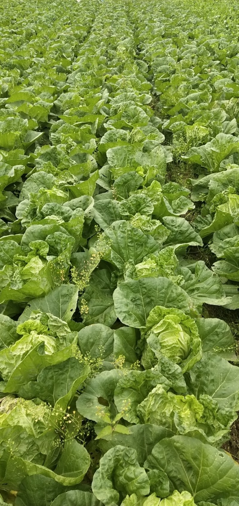 安徽产地直供精品夏阳白白菜水分好新鲜服务好大量批发价低