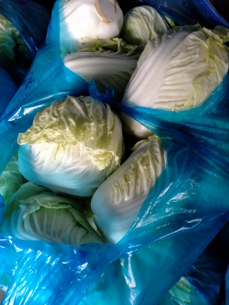 安徽产地直供精品夏阳白白菜水分好新鲜服务好大量批发价低