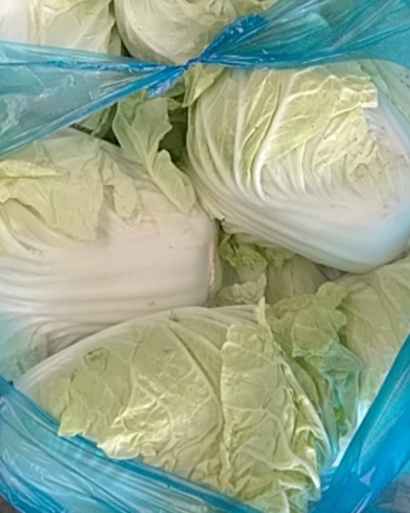 安徽产地直供精品夏阳白白菜水分好新鲜服务好大量批发价低
