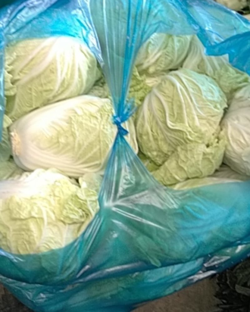 安徽产地直供精品夏阳白白菜水分好新鲜服务好大量批发价低
