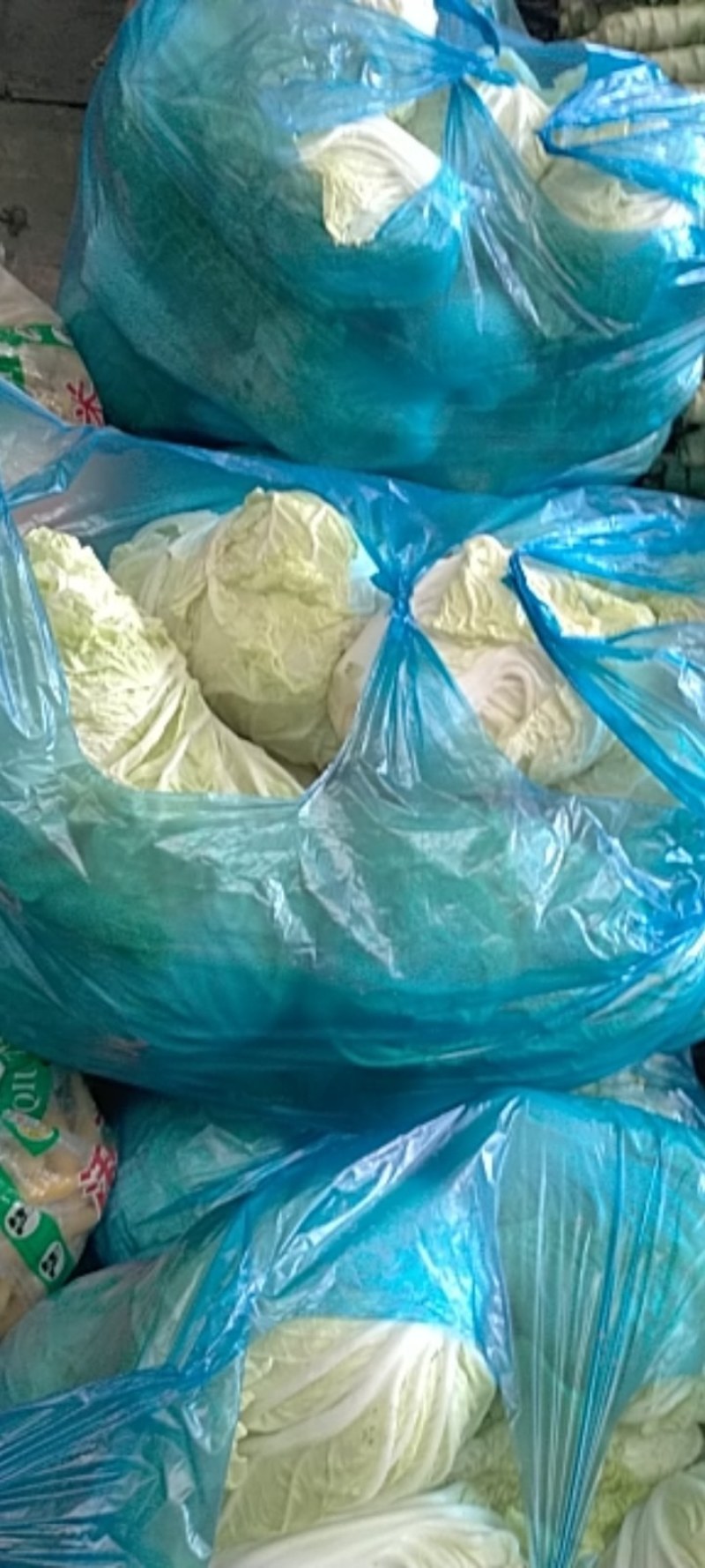 安徽产地直供精品夏阳白白菜水分好新鲜服务好大量批发价低