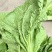 芥菜(青菜)陆续上市，基地直供，一手货源，保证品质。