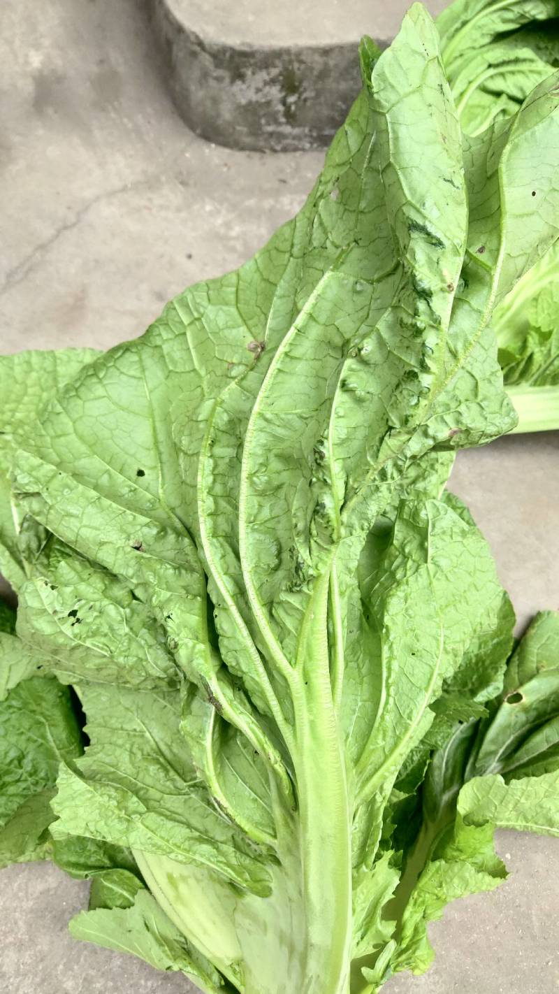 芥菜(青菜)陆续上市，基地直供，一手货源，保证品质。