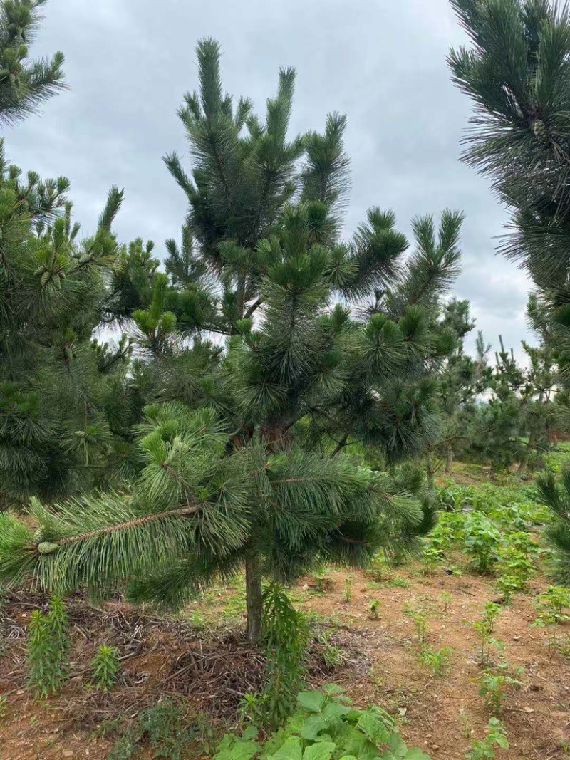 黑松，临沂黑松基地大量供应，基地直销量大