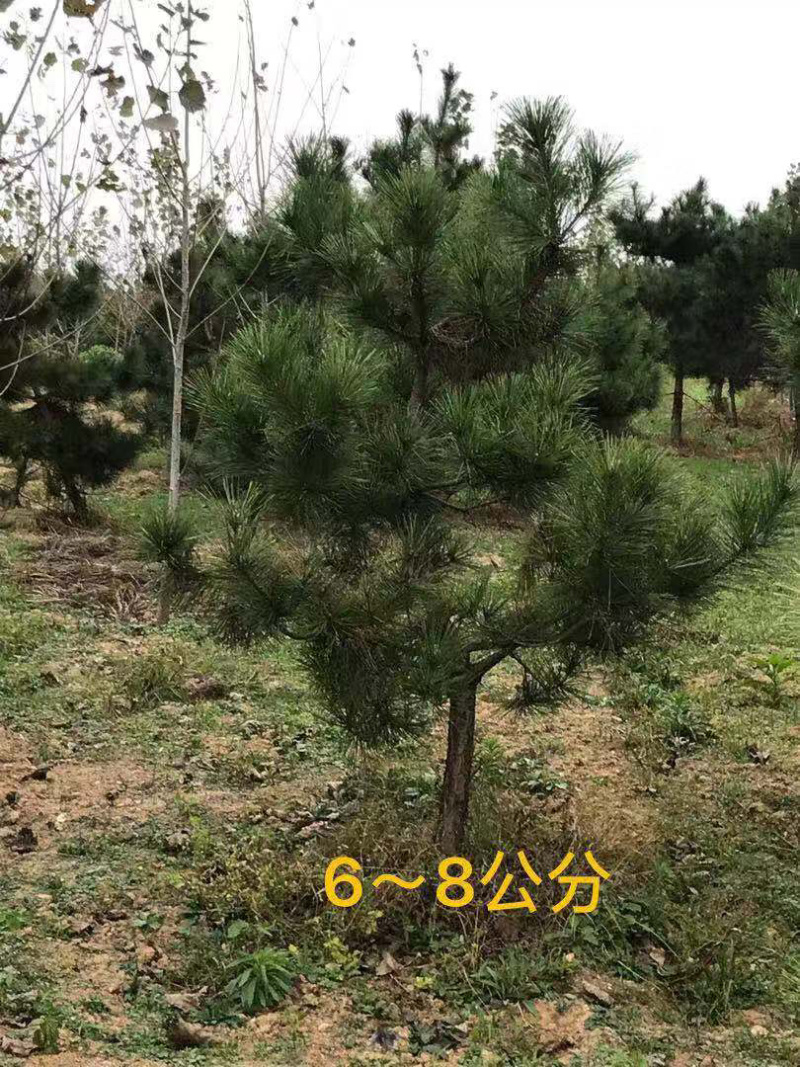 黑松，临沂黑松基地大量供应，基地直销量大