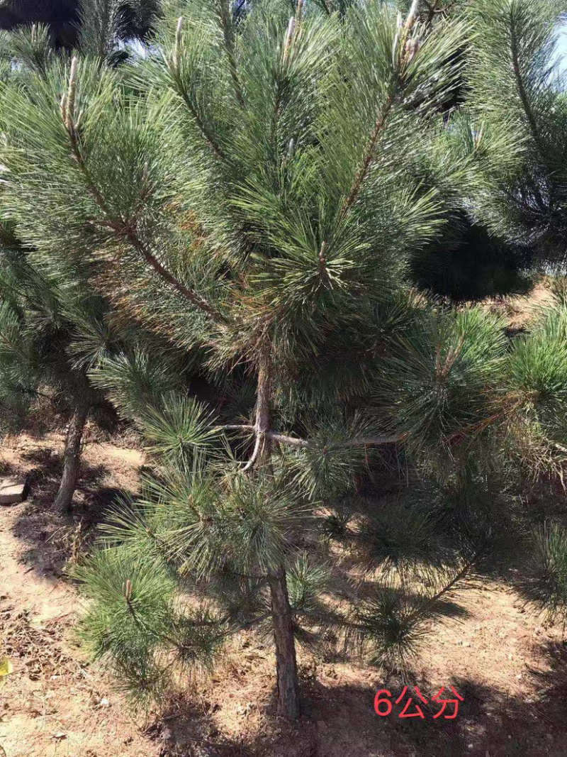 黑松，临沂黑松基地大量供应，基地直销量大