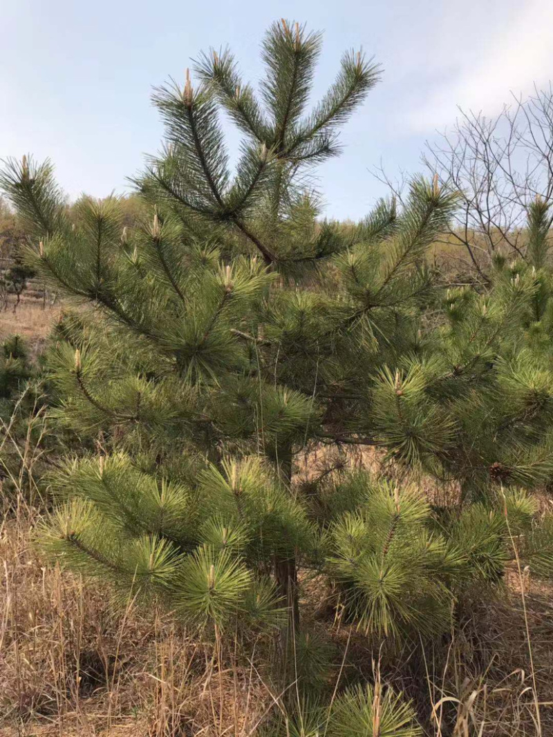 黑松，临沂黑松基地大量供应，基地直销量大