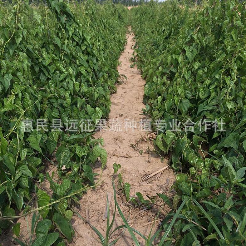 新挖山药苗白玉山药种苗山药原种无激素山药苗