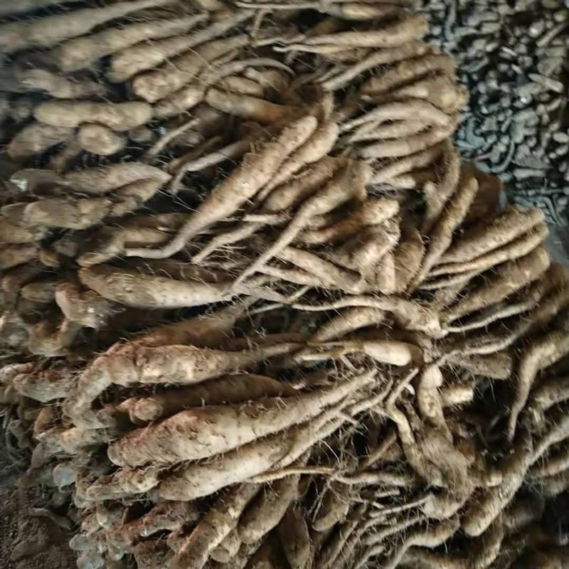 新挖山药苗白玉山药种苗山药原种无激素山药苗