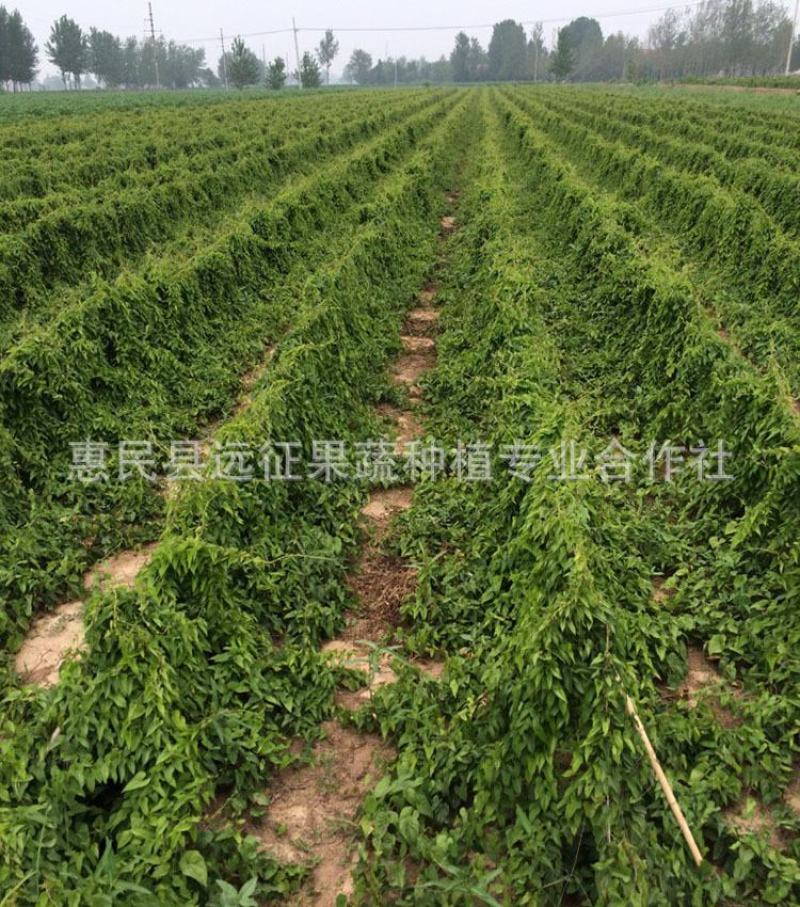 新挖山药苗白玉山药种苗山药原种无激素山药苗