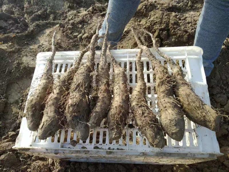 新挖山药苗白玉山药种苗山药原种无激素山药苗
