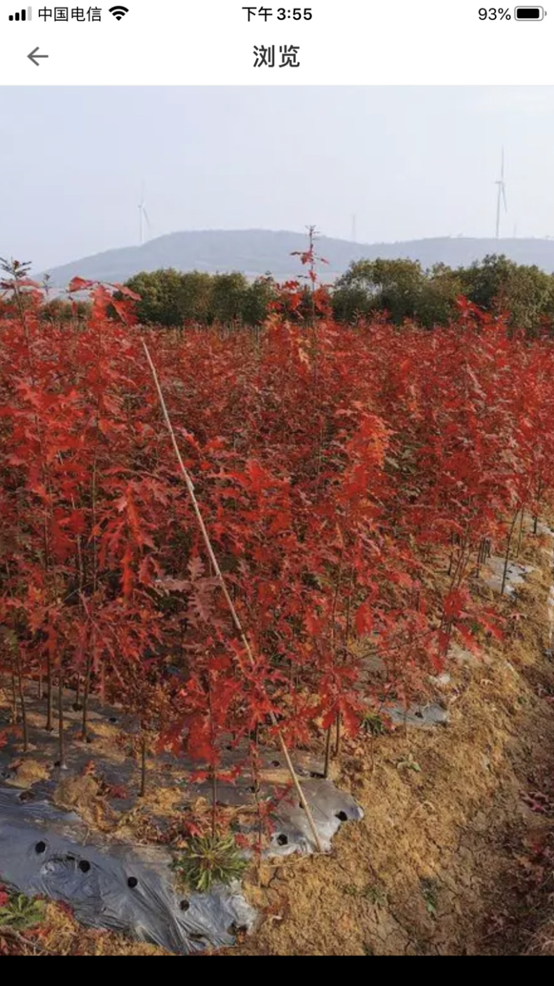 【优选】娜塔栎小苗北美红栎红橡树产地直供量大从优