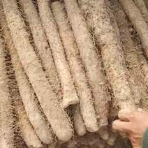 麻山药，河北省邯郸市大名县纯沙地种植条型均匀无裂痕。