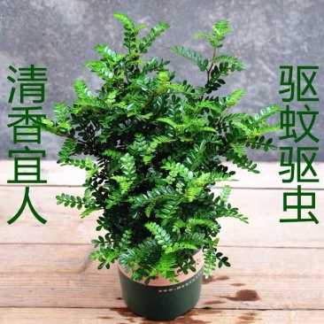 清香木盆栽植物办公室吸甲醛净化空气四季常青植物