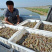 南美白虾苗对虾苗批发虾苗养殖基地直供技术指导养