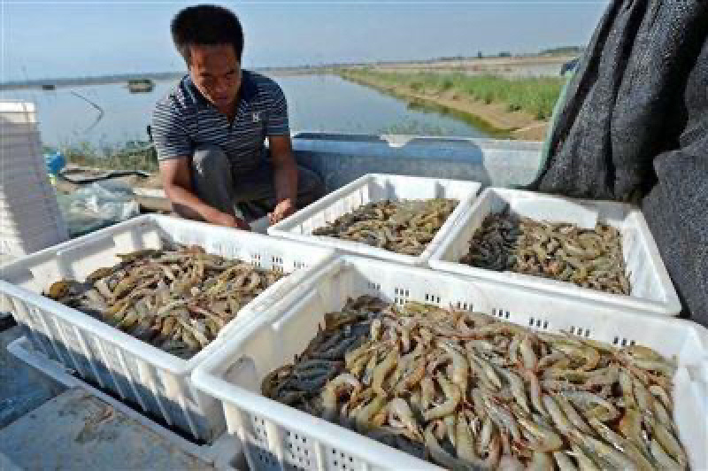 南美白虾苗对虾苗批发虾苗养殖基地直供技术指导养