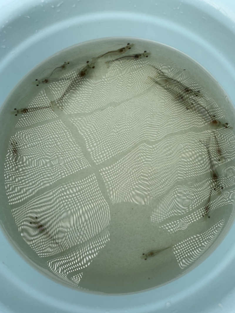 南美白虾苗对虾苗批发虾苗养殖基地直供技术指导养