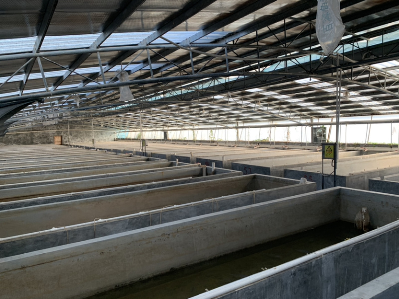 南美白虾苗对虾苗批发虾苗养殖基地直供技术指导养