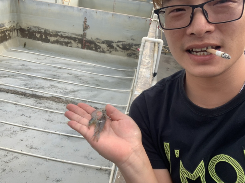 南美白虾苗对虾苗批发虾苗养殖基地直供技术指导养
