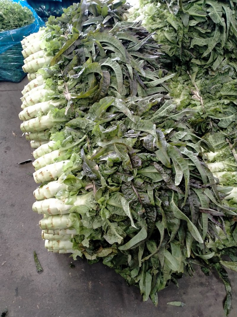 安徽产地直供红叶香莴苣品相好规格全口感佳大量批发价低