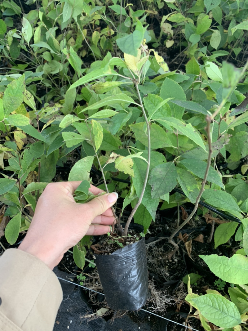 北美冬青成品苗及盆栽