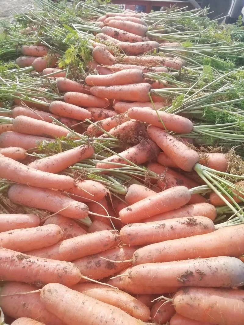 精品三红中条胡萝卜大量上市中货源充足质量优良代发全国