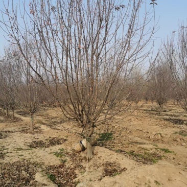 山东菏泽郓城县大量出售精品海棠树