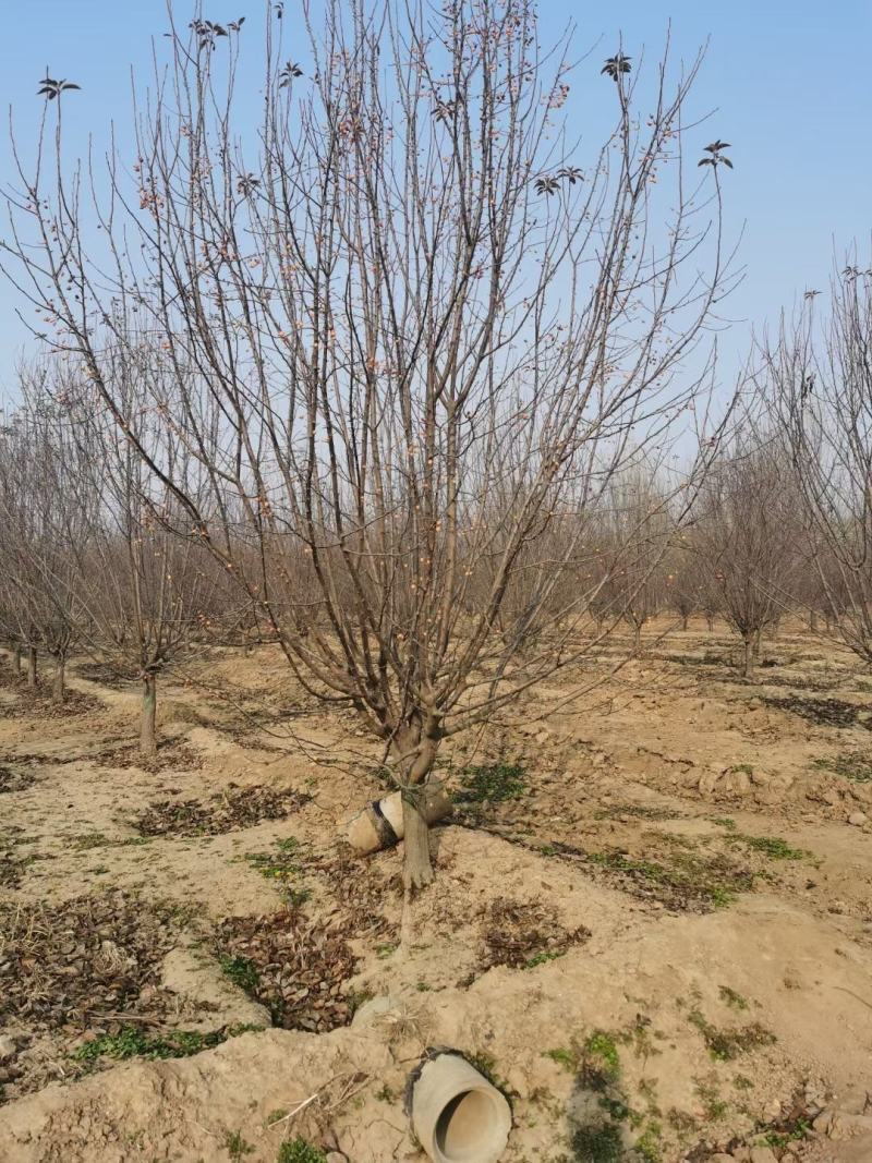 山东菏泽郓城县大量出售精品海棠树