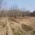 山东菏泽郓城县大量出售精品海棠树