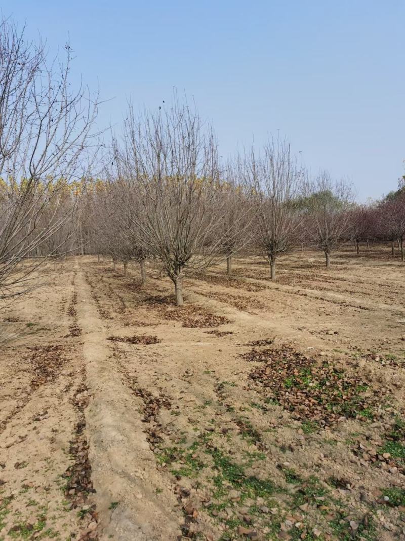 山东菏泽郓城县大量出售精品海棠树