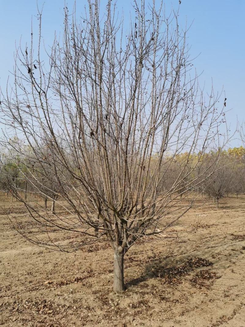 山东菏泽郓城县大量出售精品海棠树