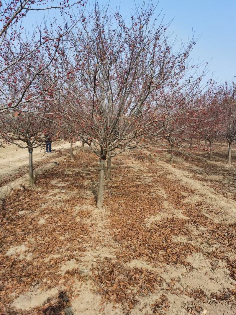 山东菏泽郓城县大量出售精品海棠树