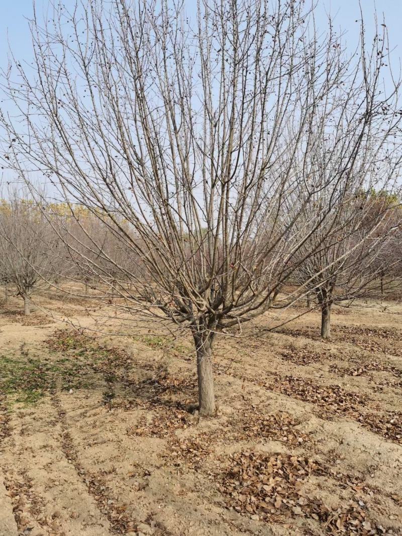 山东菏泽郓城县大量出售精品海棠树