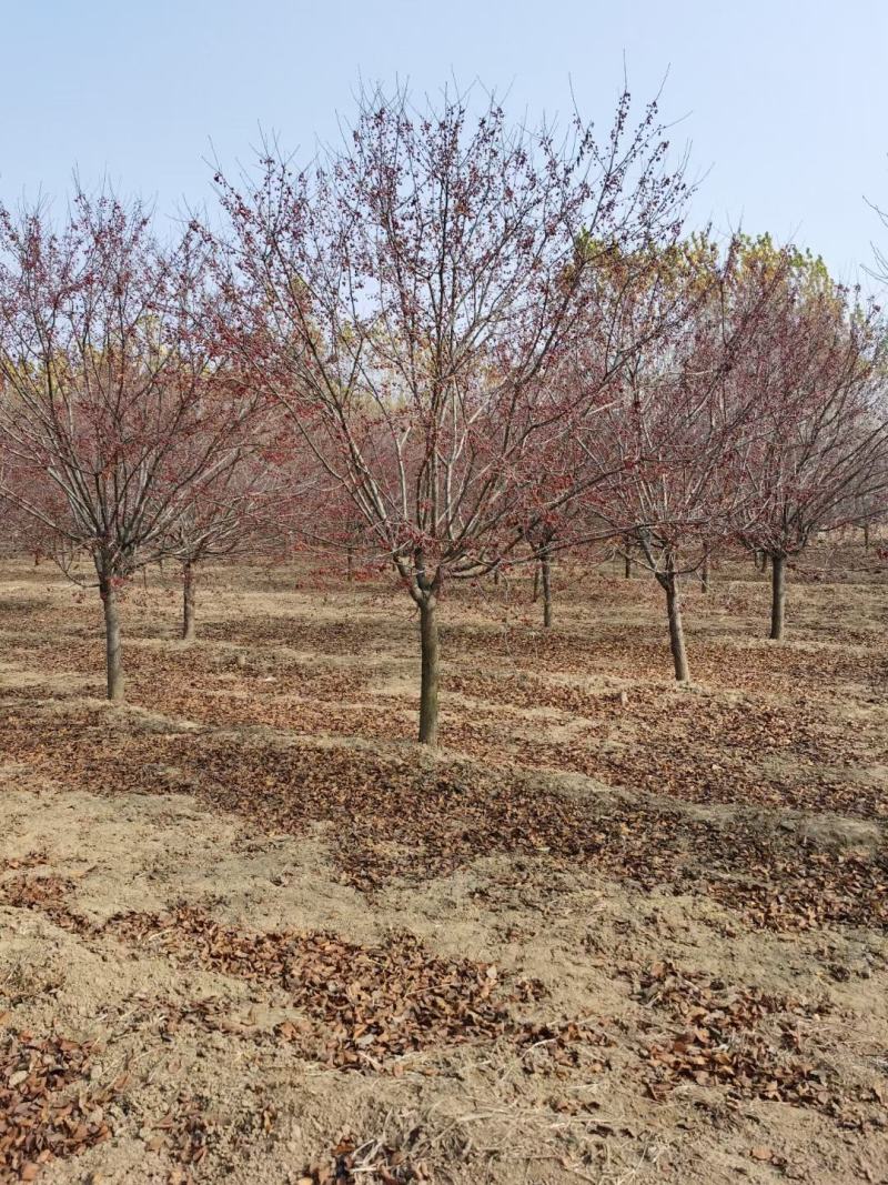 山东菏泽郓城县大量出售精品海棠树