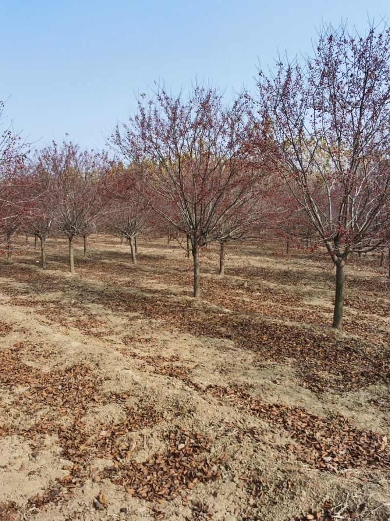 山东菏泽郓城县大量出售精品海棠树