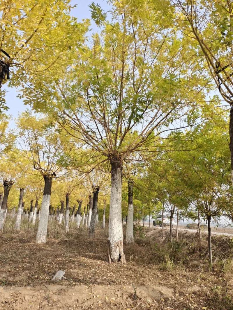 山东菏泽郓城县大量出售精品，高接金枝槐树