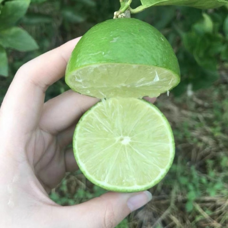 泰国品种无籽青柠檬皮薄多汁福建原产地批发