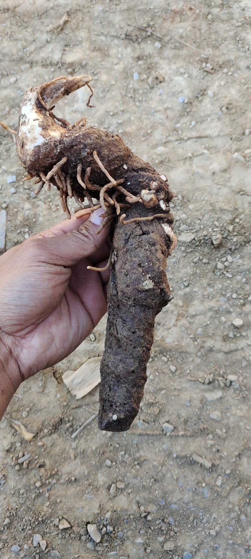 云南高海拔七叶一枝花重楼，去叶留个头个头大包邮到家