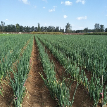 现有大量的大葱即将上市，有需要的联系我