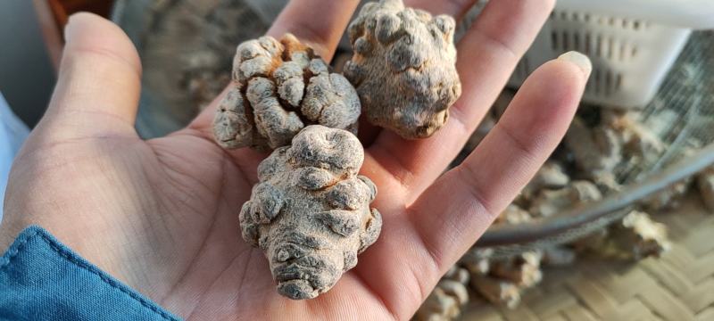 【精选推荐三七】（正宗）云南文山本地三七质量好量大从优