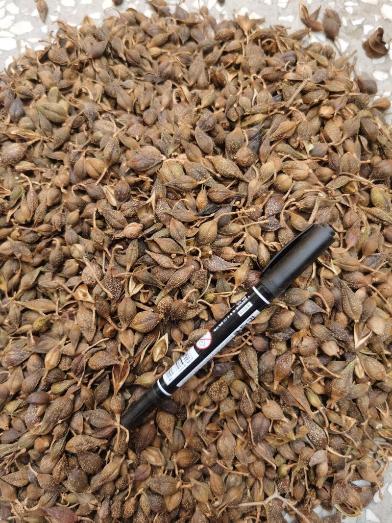 中药材特级连翘正品连壳茶野生青翘落翘连召新鲜