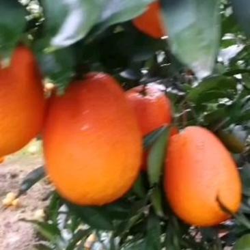 纽荷尔橙子一手货源，保质保量，现摘现发货源充足