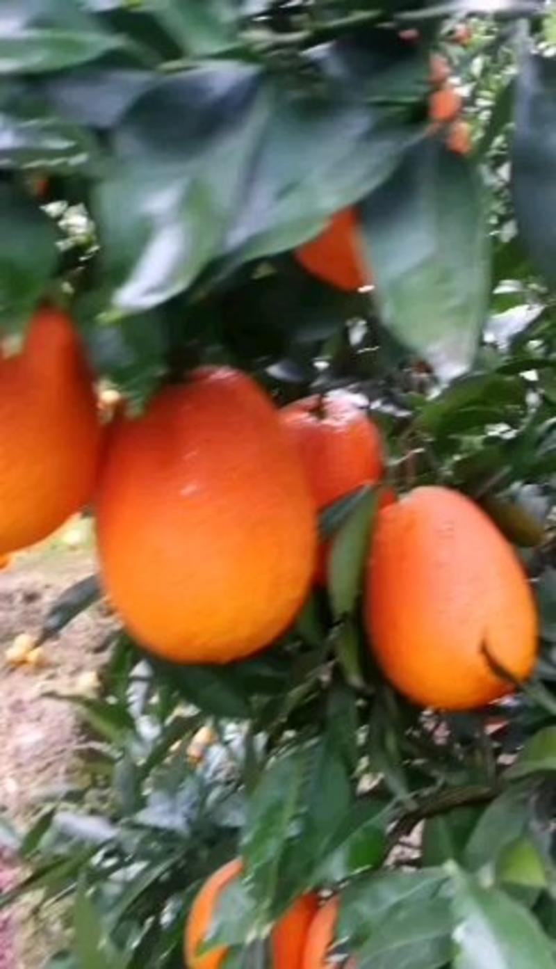 纽荷尔橙子一手货源，保质保量，现摘现发货源充足
