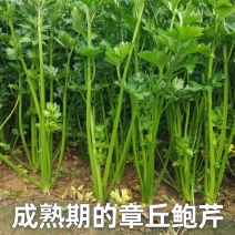 章丘鲍芹批发零售，自己冷库储存，专业种植鲍芹12年