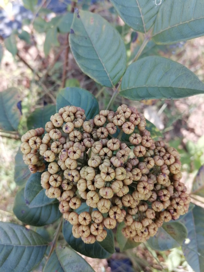 出售云南原生态吴茱萸
