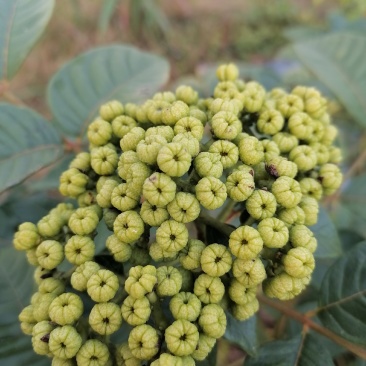 出售云南原生态吴茱萸