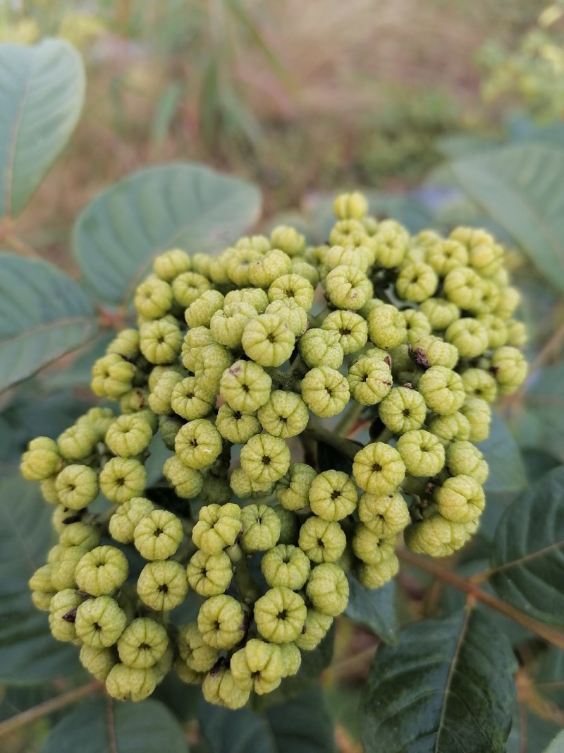 出售云南原生态吴茱萸