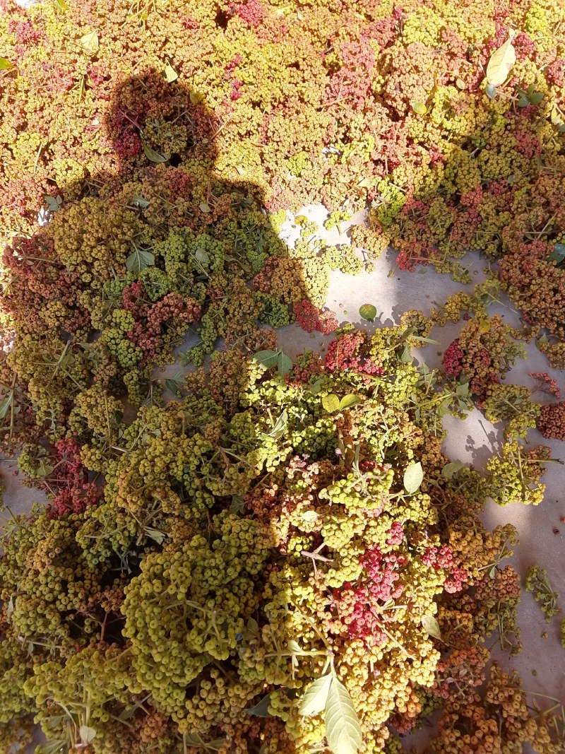 出售云南原生态吴茱萸